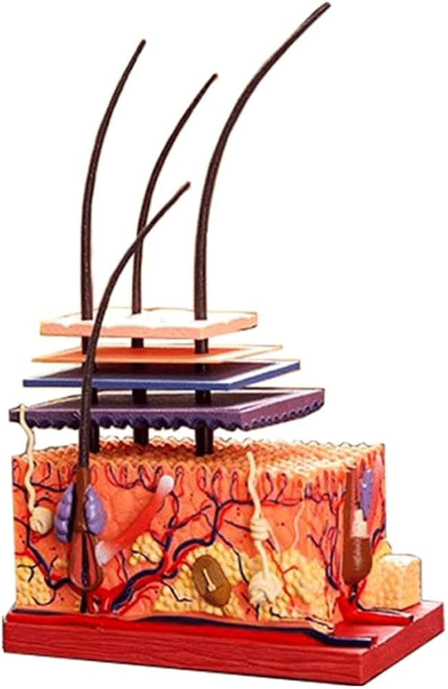 Model Piele 4D